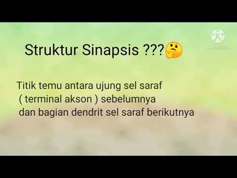 Video: Perbezaan Antara Sinapsis Dan Sinapsis