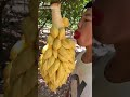 【果実変態】ドリアンにすさまじい興奮を感じてしまう男が発見される-Hentai durian man-