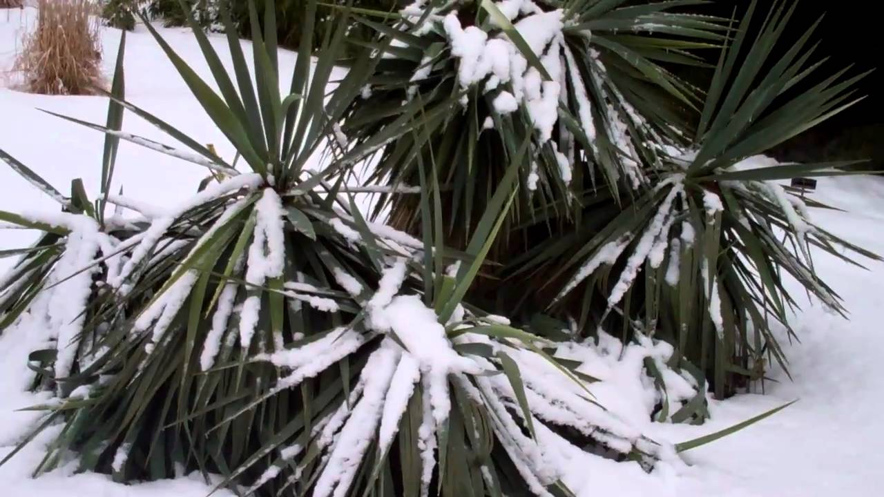 Needle Palm In Brooklyn Botanic Garden Youtube