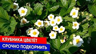 Клубника цветёт - срочно подкормить