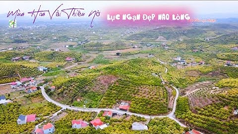 ĐẸP NAO LÒNG MÙA HOA VẢI THIỀU LỤC NGẠN NỞ I NÚI ĐỒI LỤC NGẠN