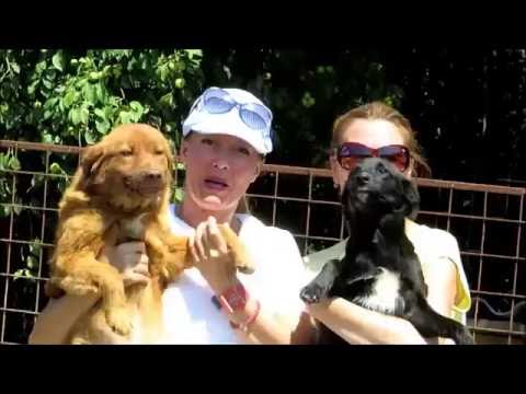 Spending time with dogs (2016)