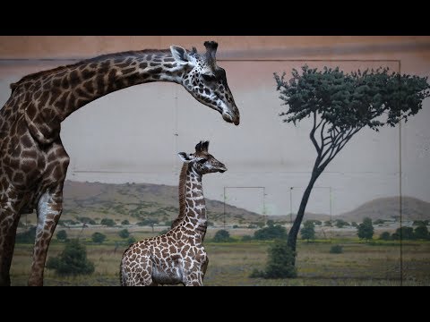 #BabyLongLegs LIVE Stream