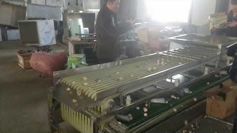 QY-01 mushroom grading sorting machine, mushroom and fruit grader sorter