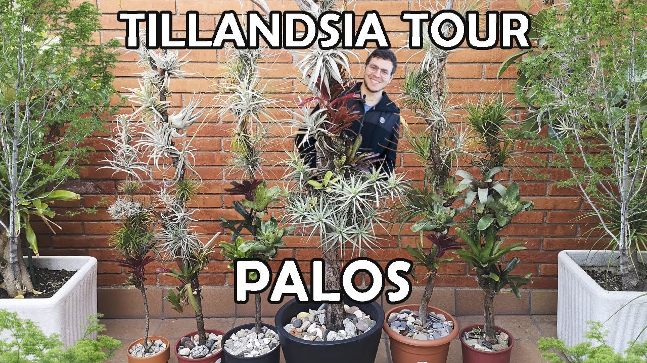 TOUR TILLANDSIAS en PALOS (Barcelona 2022)