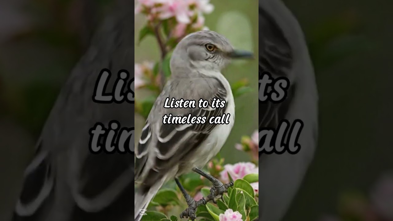 Northern Mockingbird Call 🐦 | Smart & Versatile Ringtone from Nature  