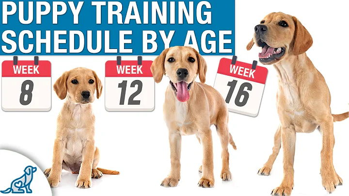 Your Complete Puppy Training Schedule By Age - DayDayNews