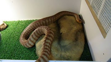 NEW ADDITION WOMA PYTHON SETUP