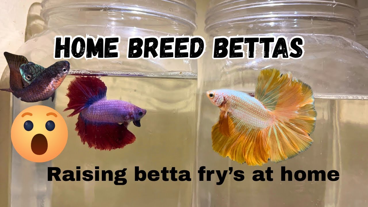 Halfmoon Betta Fry Growing Like Imported Bettas 