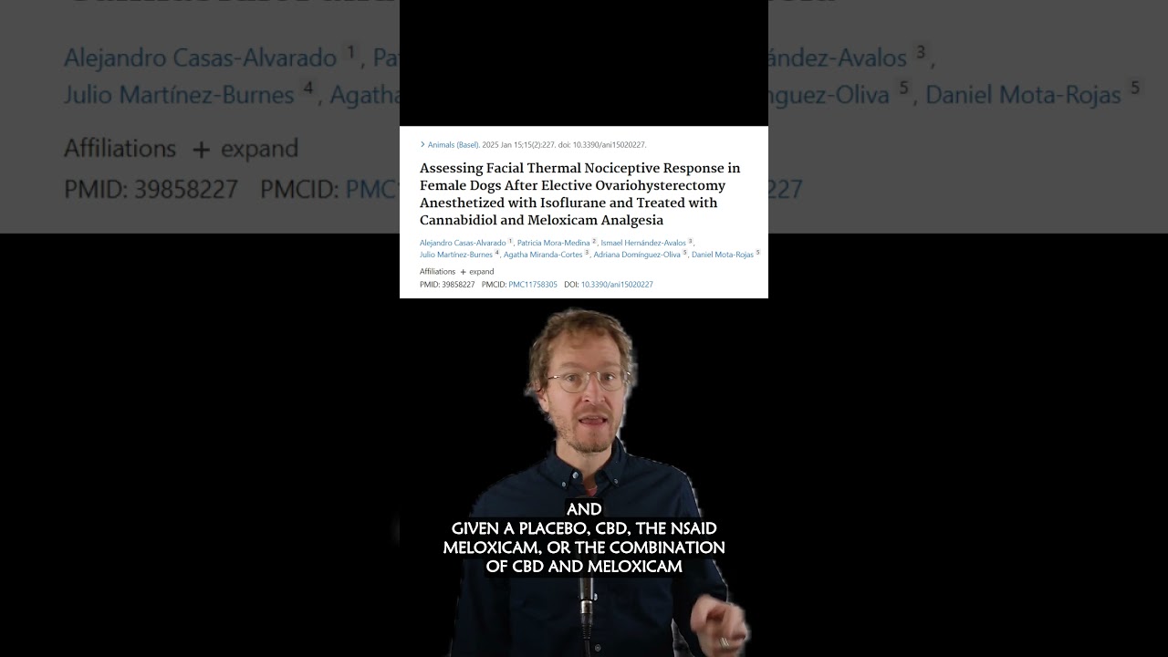 CBD for Spaying Pain