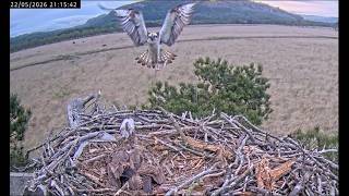 22 May 26 Evening Yw With Flounder For Supper, 35 Not Too Hungry Cwt,Foulshawmoss