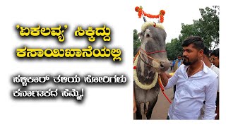 Hallikar bull Indian Cows 'ಏಕಲವ್ಯ' ಸಿಕ್ಕಿದ್ದು ಕಸಾಯಿಖಾನೆಯಲ್ಲಿ, ಹಳ್ಳಿಕಾರ್ ತಳಿಯ ಹೋರಿಗಳು ಕರ್ನಾಟಕ