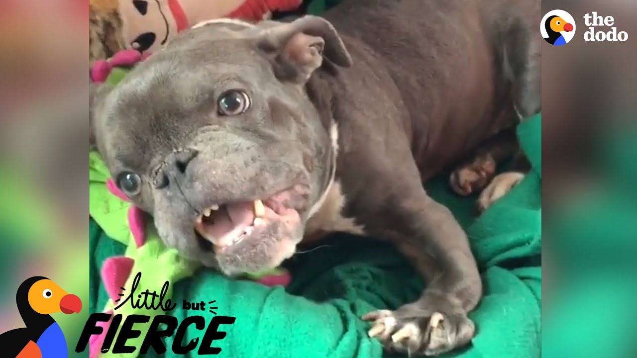 special needs pitbull rescue