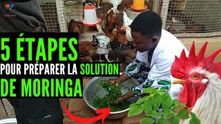 FAIRE ça SUR ta FERME avec les feuilles de MORINGA pour SAUVER les poulets FACILEMENT (investir)