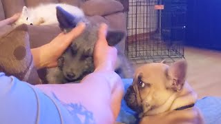 Pet Fox & French Bulldog Chilling Together