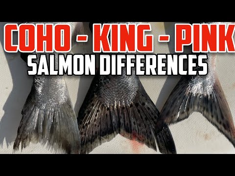 Video: Care este diferența dintre sockeye și king somon?
