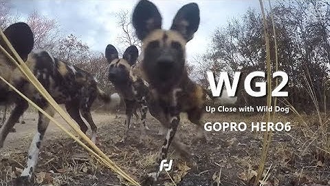 Up Close With Wild Dog | South Luangwa, Zambia | FeiyuTech WG2 with GoPro Hero 6