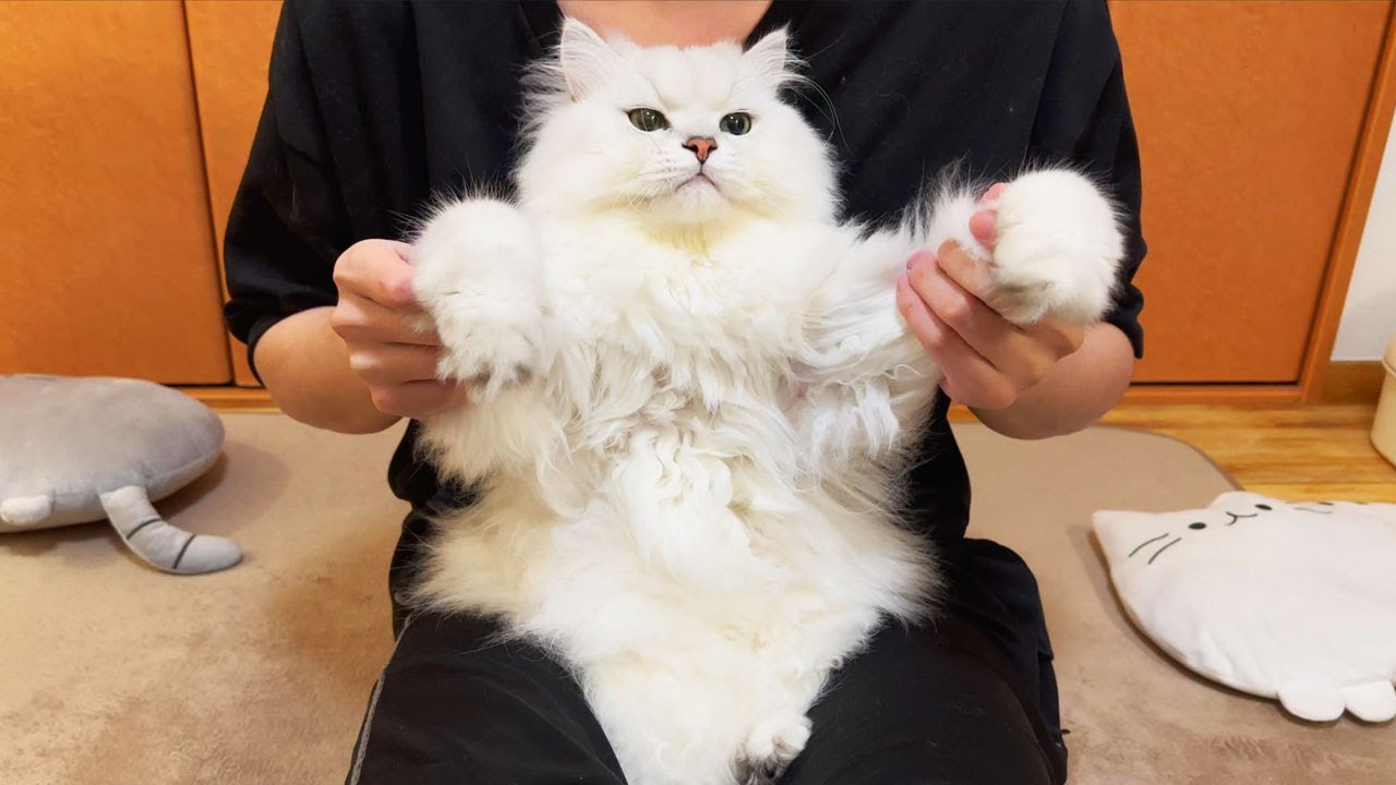 ペルシャ猫のロク、3歳のお誕生日!!! - YouTube