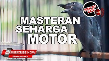 🔴 Srigunting Abu Abu Gacor Nembak Cililin Pelatuk Tengkek Buto Kunti❗️