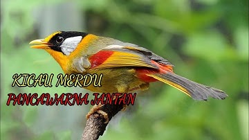 BURUNG PANCAWARNA GACOR,COCOK BUAT PANCINGAN MALES BUNYI
