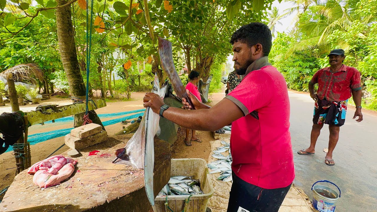 Unbelievable Catch! 1000 Fish in One Night – Fishermen’s Lucky Haul!