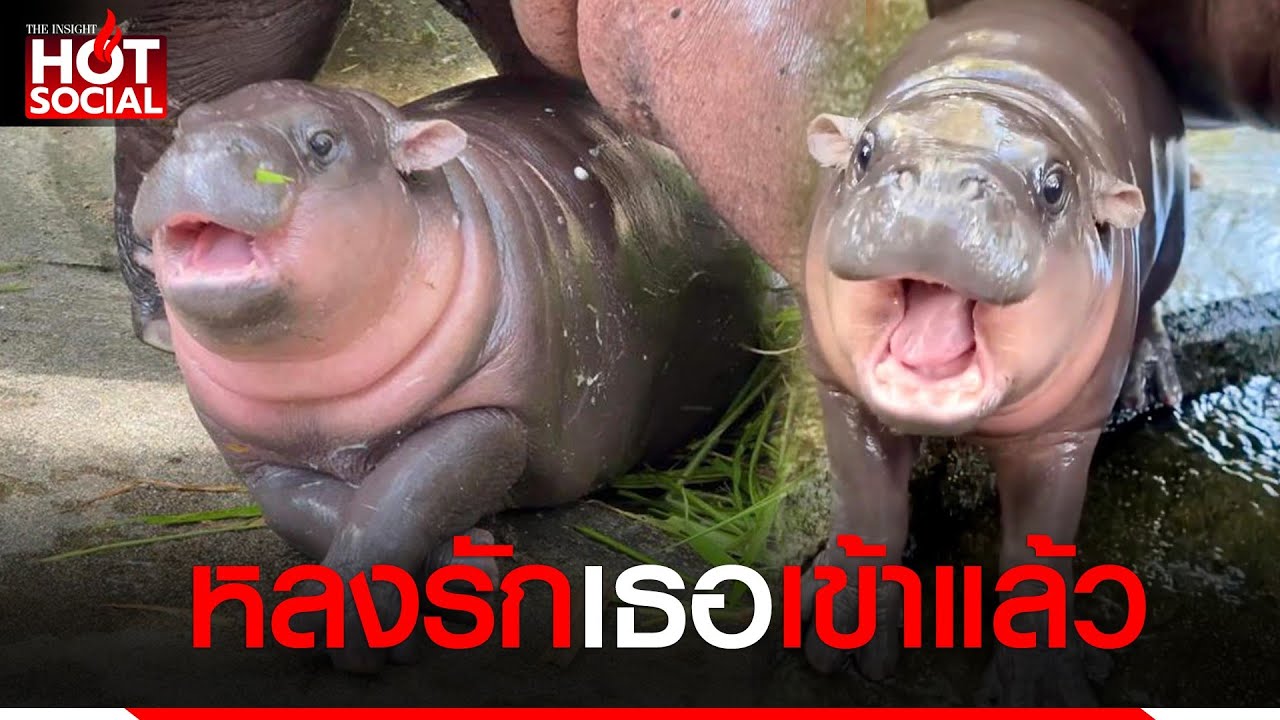 โอ๊ยน่ารัก ‘น้องหมูเด้ง’ ฮิปโปแคระ เซเลปใหม่ประจำสวนสัตว์เขาเขียว ใครเห็นก็หลงรัก