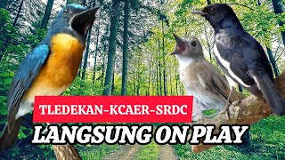 TERBUKTI AMPUH, MERANGSANG EMOSI TLEDEKAN GUNUNG, SRDC DAN KACER