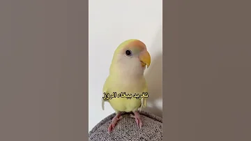 صوت طائر الروز 