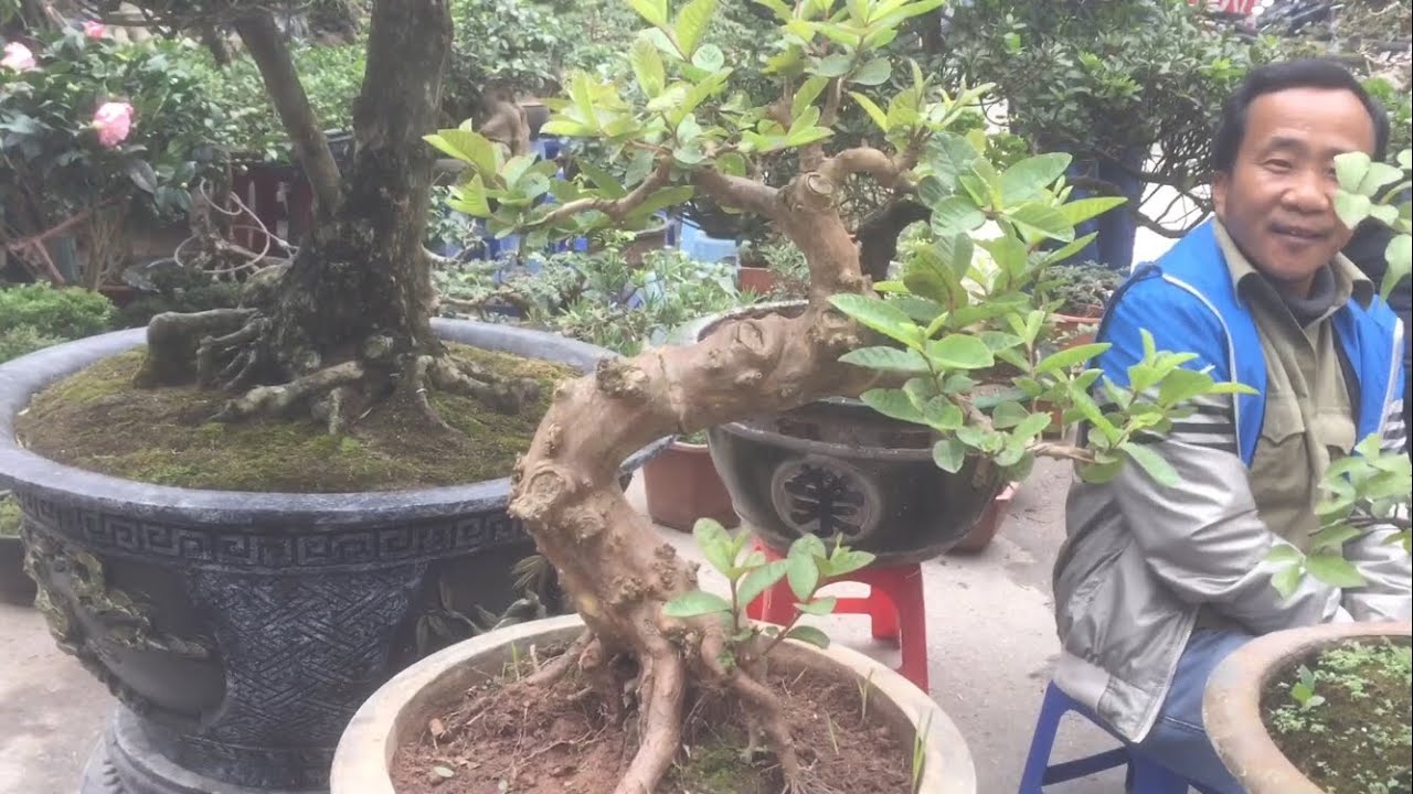 Phiên Chợ Hôm Nay Đầu 2018.Anh Ấy Thật Đẹp Trai Với Cây Ổi Bonsai - YouTube