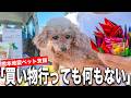【熊本地震】全部ない「脱走するし余震で元気がない水もガスも無い お店がないから食べ物が無い」緊急で熊本へ物資支援へ