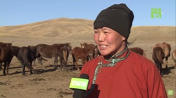 THUẦN NGỰA TRÊN THẢO NGUYÊN MÔNG CỔ