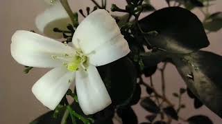 картинка: АПЕЛЬСИНЫЙ ЖАСМИН * МУРРАЙЯ  МЕТЕЛЬЧАТАЯ