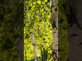 Stay tuned and subscribe to the channel 🍃 #leaves #environment#nature #forest #birch #park #sun