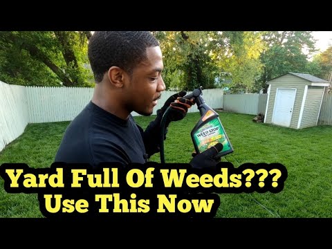 Video: Cara Menghilangkan Charlie Weed yang Menjalar