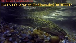 Download Lagu FW Burbot Fish/LOTA LOTA/Mieň Sladkovodný/ MP3 Download Lagu FW Burbot Fish/LOTA LOTA/Mieň Sladkovodný/ MP3