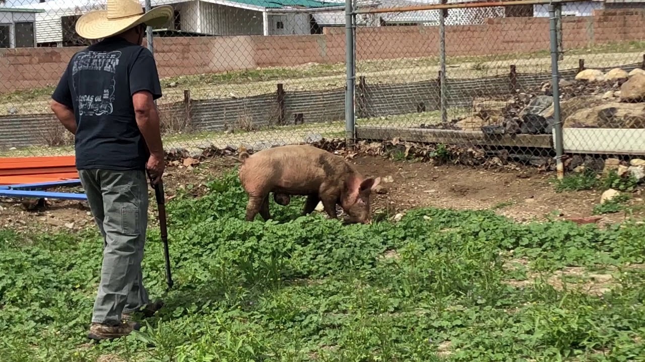 Hog killing YouTube