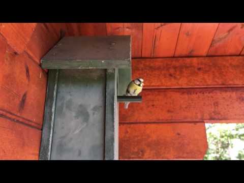 Different Approaches and Exits of Tomtits at the Birdhouse in Slowmotion