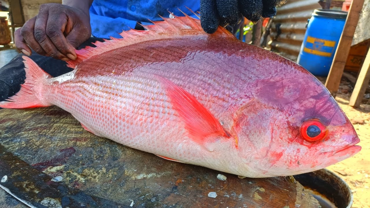 Ruby Wa Fish Big Size Ruby Job Fish Cutting Skills | Expert Fish Cutter CT 360*๐ช # ...
