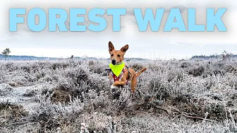 [NO ADS] Dog TV for Dogs to Watch ❄️ Frosty Forest Dog Walk on a Winter's Day ☀️ Nature Sounds 4K