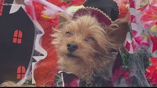 Dogs dressed in Halloween costumes compete in Canoween