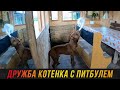 Любопытный питбуль Муса получил в нос от котёнка Снежки.