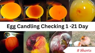 Egg Candling from day 1 to 21: The Ultimate Guide to Checking Fertility & Development