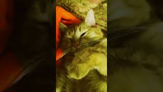 #cat #funnycats #cat #kitty #catvideos #coolcats #kitties