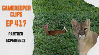 GK Clips 417 |  Panther Experience