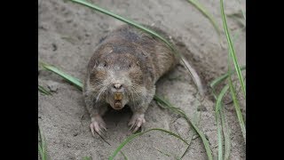 Trapping Southeastern Pocket Gophers
