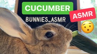 Super Juicy Cucumber Chomped By Cute Bunny Rabbit Asmr 🥒🐰