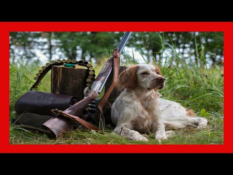 Видео: Охота на собак: что это значит и что делать