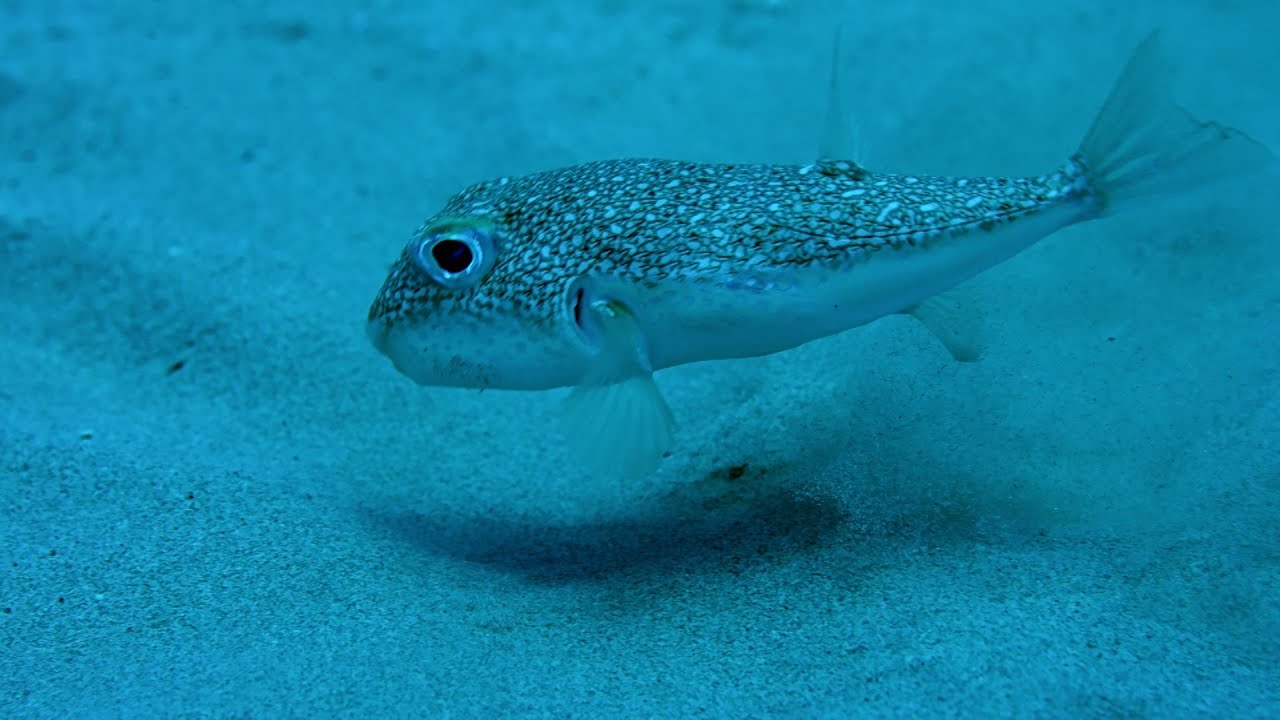 Image result for japanese puffer fish nest