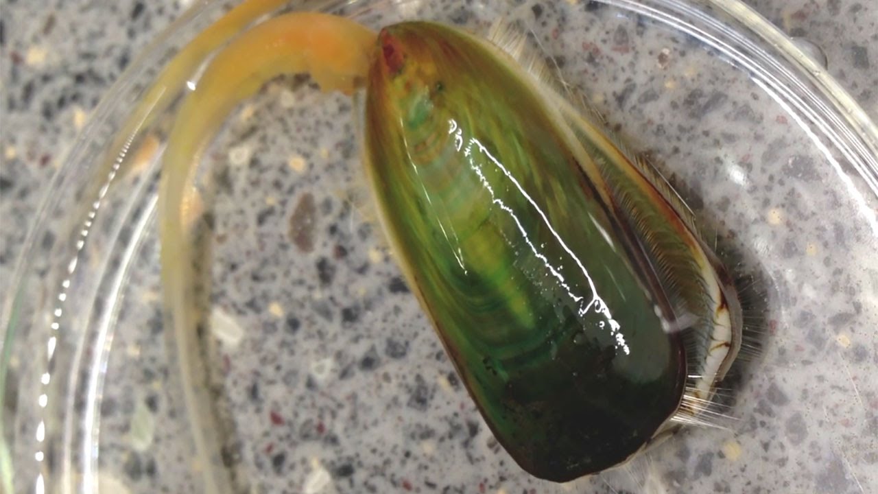 Lingula anatina - living fossil genome decoded - YouTube