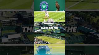 The 5 WEIRDEST Rules of Wimbledon